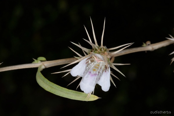 Lepidagathis trinervis flower2.jpg